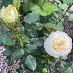 Lemon Rokoko / Лемон Рококо
